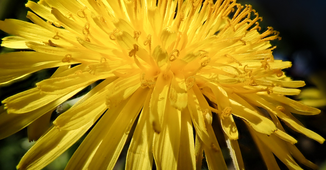 Going Deeper Blog #3 by Anne Nesbitt image