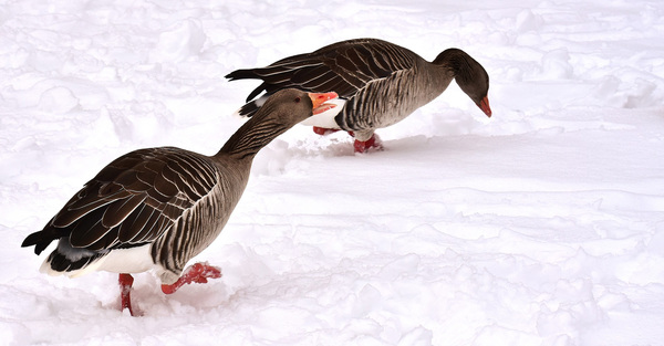 Snow Goose Chase