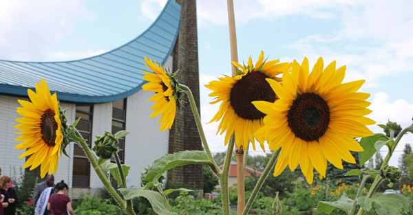 Community Gardens in a Pandemic