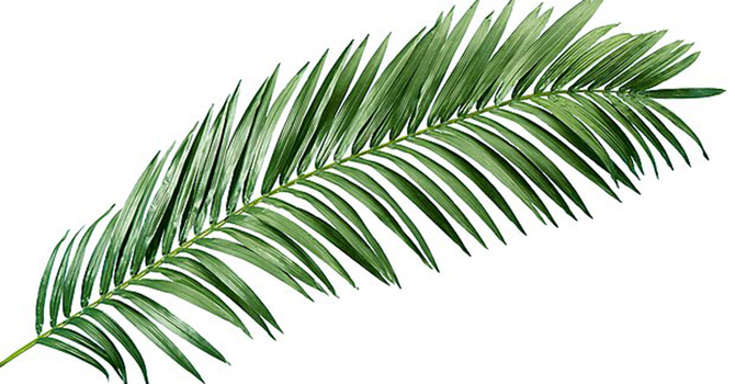 Palms for Easter 2020 image