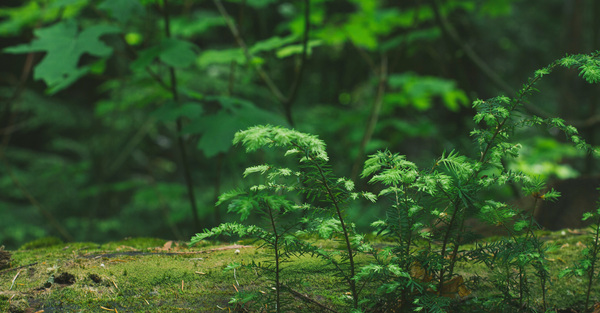 Green Burials