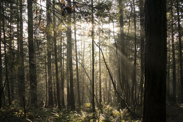 Youth Event -  Mt Seymour Hike