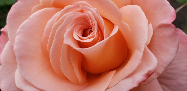 Weekly Guided Meditation