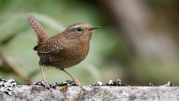 Pacific Wren