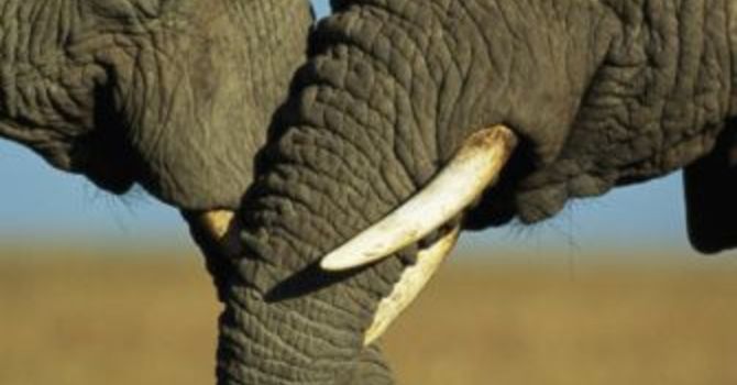 Bromance in Nature image