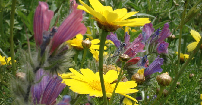 Spirit of Grace & Prayer image