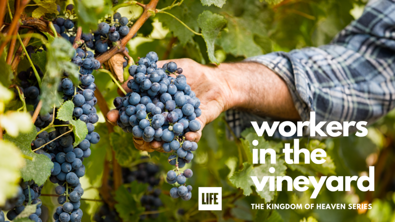 The Parable of the Vineyard