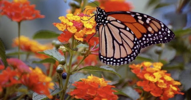 Have You Counted Your Blessings image