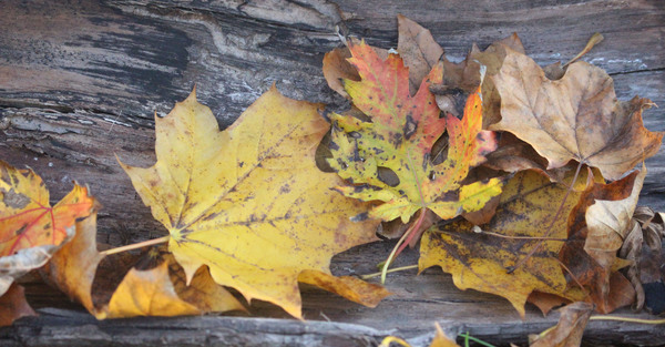 Feast Day Liturgies at St. Stephen the Martyr, Edmonton
