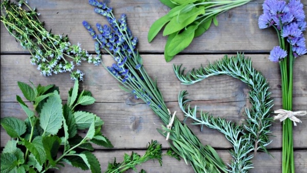 Indigenous Herbalist Nature Walk