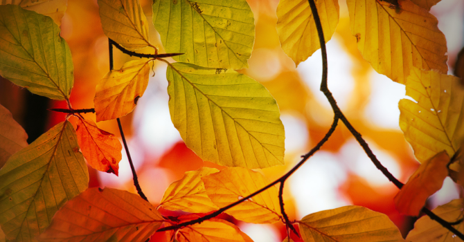 Fall Clean-up