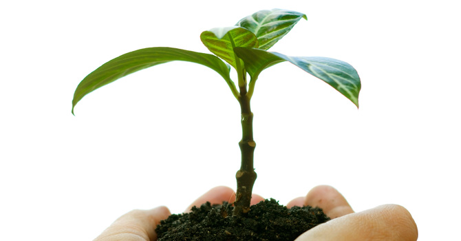 Understanding the Seed of God