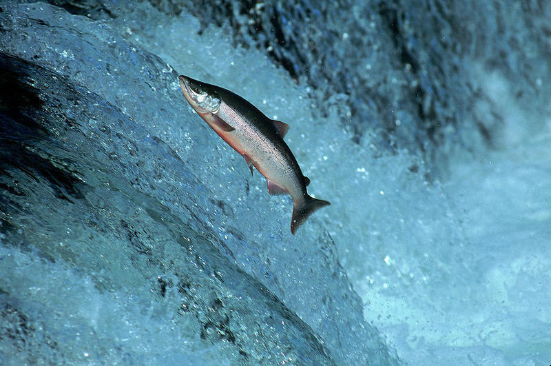 How to Swim Upstream