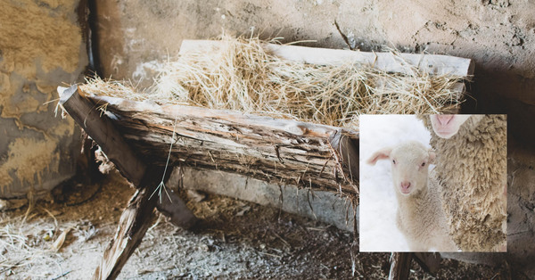 Family Barnyard Nativity