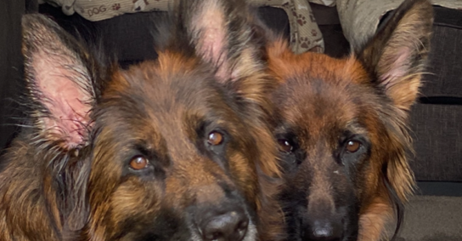 Comfort Dog Ministry