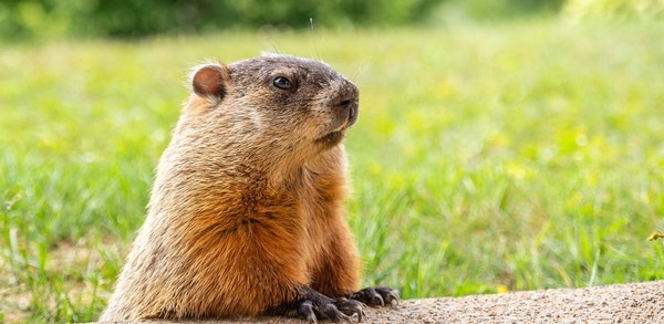 Letter from our Governance Team