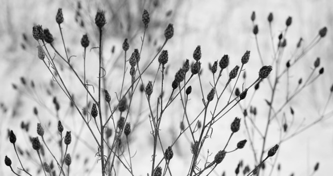 Bishop's Pastoral Response: Rising Denialism