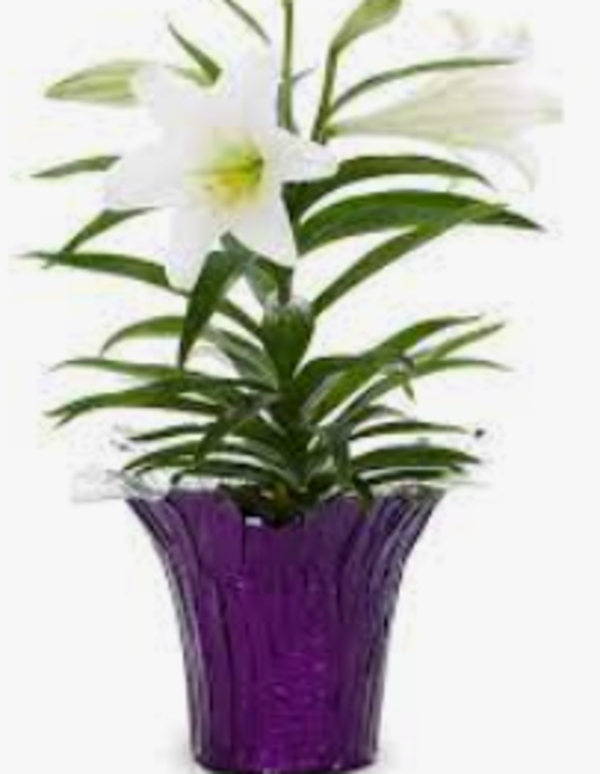 Easter Lilies