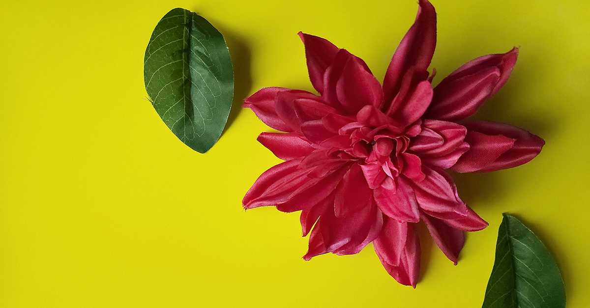 Plastic plants oh so easy to tuck them away! Social & Ecological