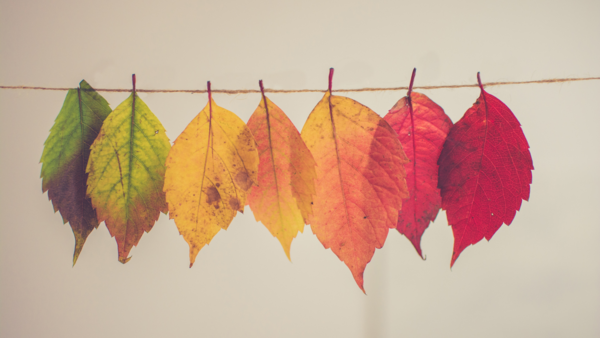PCC Women's Fall Celebration