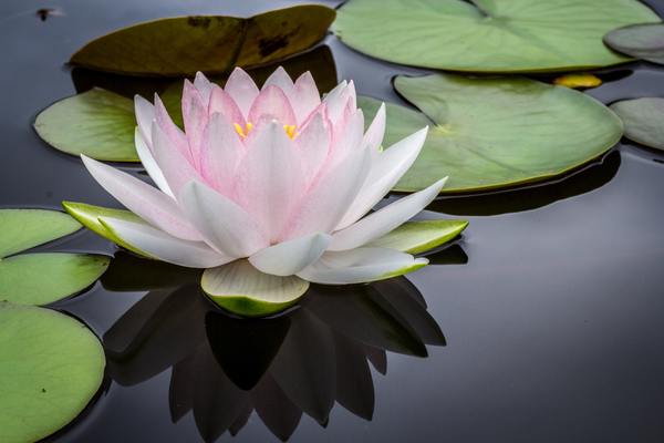 Healing Pathway Phase 1 Workshop