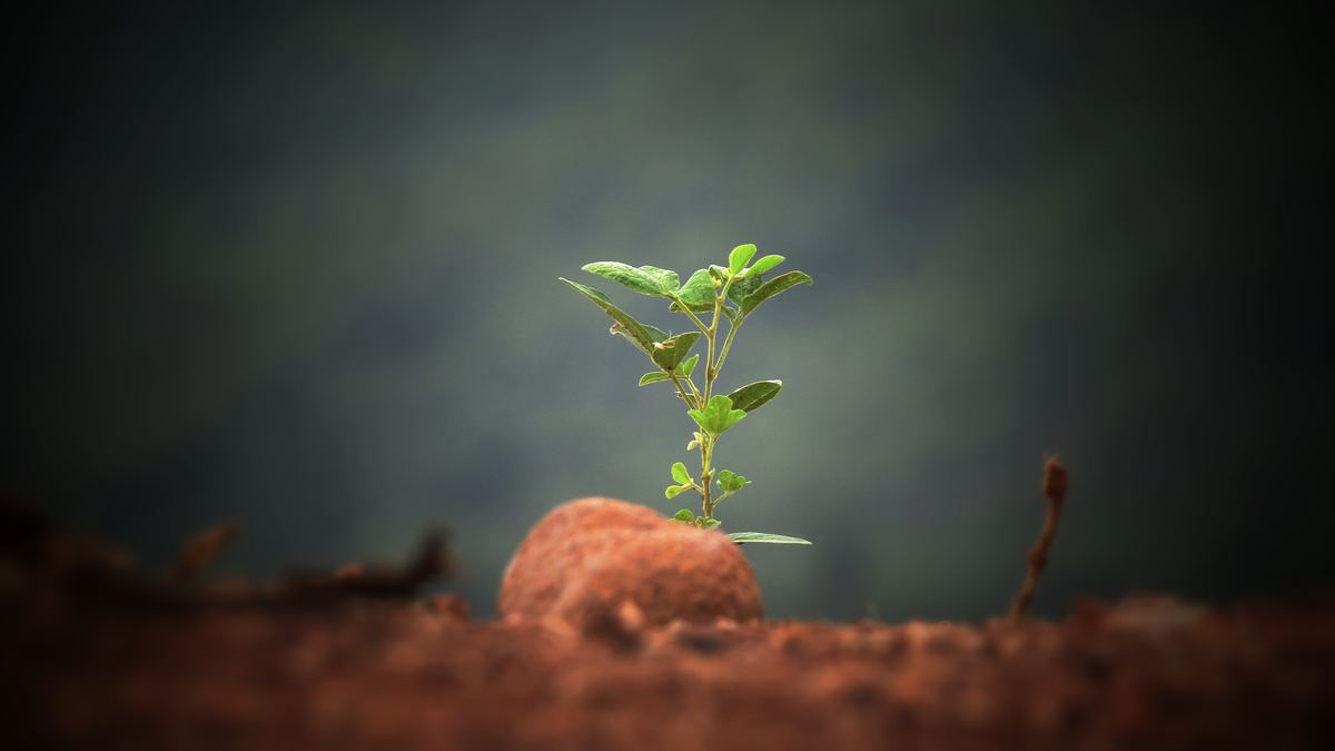 New Life Church cover