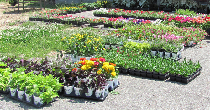 Yard, Plant and Bake Sale