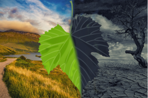 A PRAYER FROM THE CLIMATE JUSTICE CATHEDRAL COMMITTEE