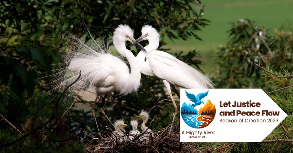 Creation Care Ideas and Resources!