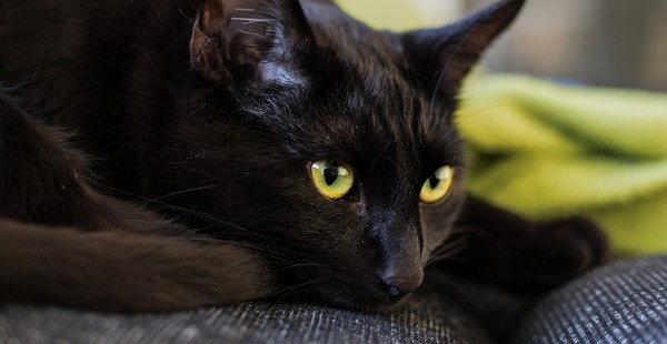 The week of Oct 29, 2023