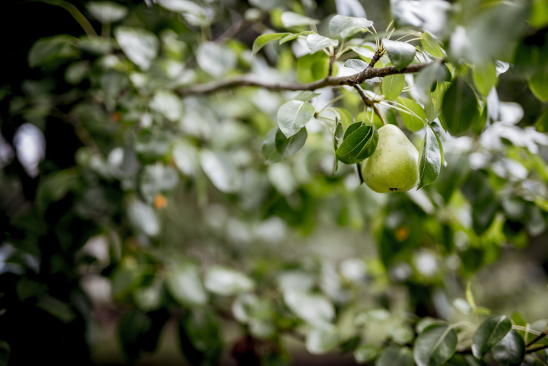 Called to Bear Fruit