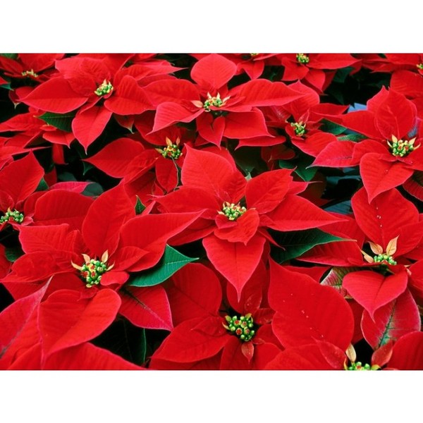Christmas Flowers