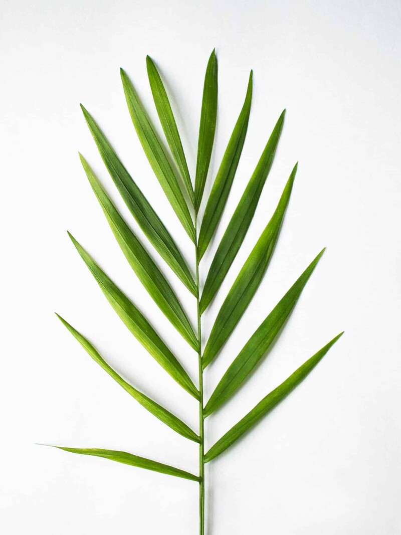 Palm Sunday