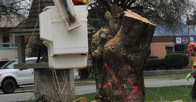 Chilliwack Bids Farewell to 90+ Year Old Cherry Trees image