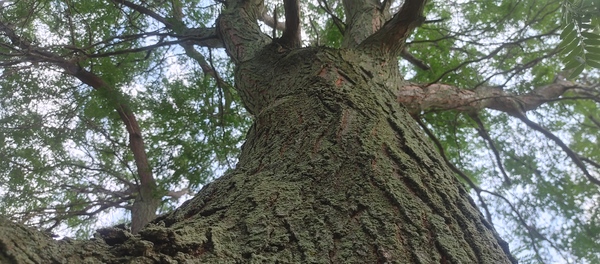 Time After Pentecost