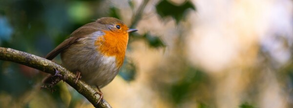 The week of Dec 22, 2024