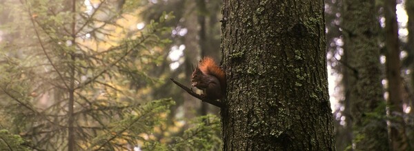 The week of January 26, 2025