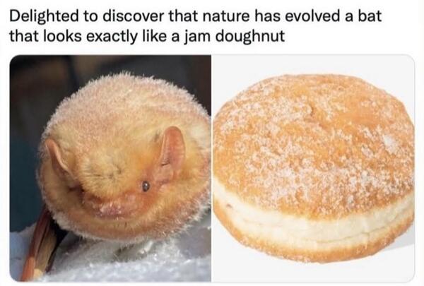 Bat looks like Jelly Donut
