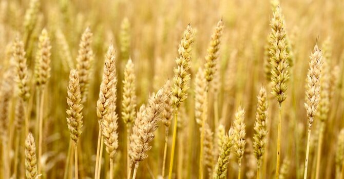 Evangelism that Multiplies! image