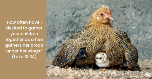 Sermon: Under His Wings: The Call to Lament and Hope