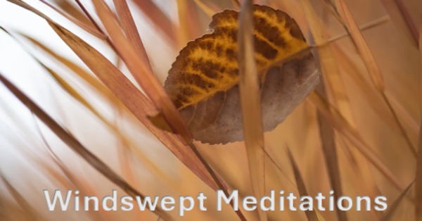 "Petaled" Creative Meditative Experience