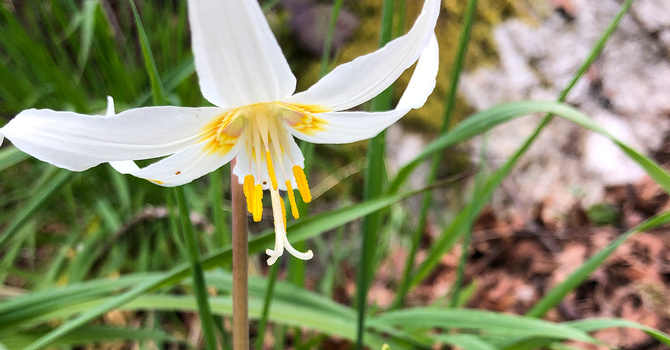 Easter Sunday Eucharist 
