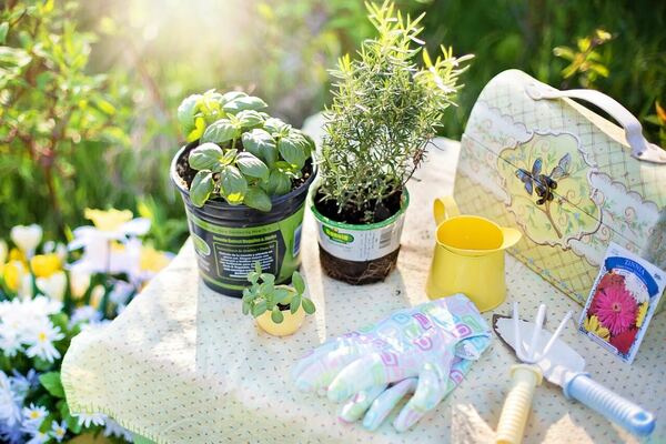 Plant Sale