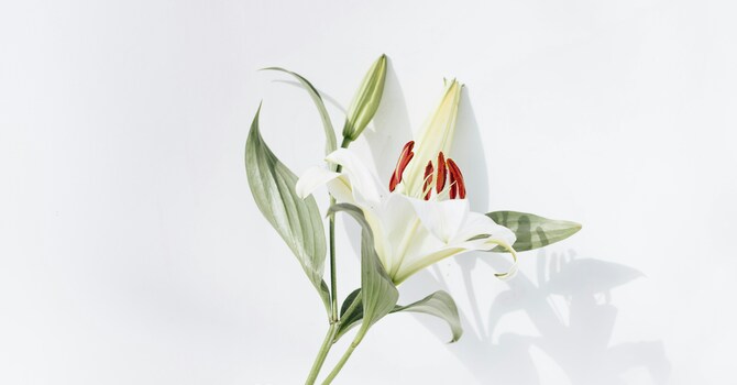 Order Easter Lilies