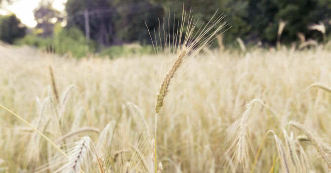 Six Traits Of A Godly Mother 