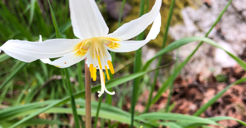 Easter Sunday Eucharist 
