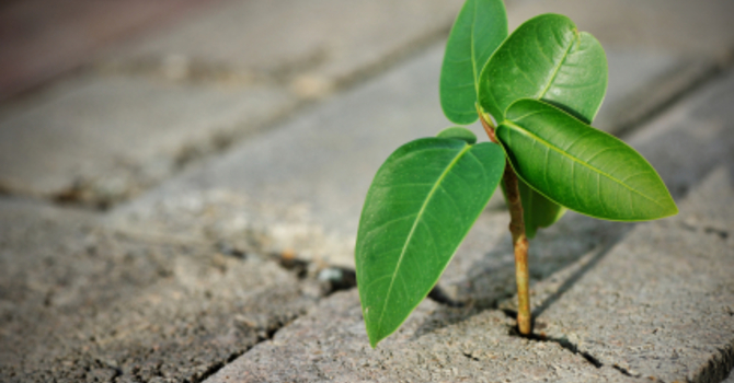 Embracing Weakness  image