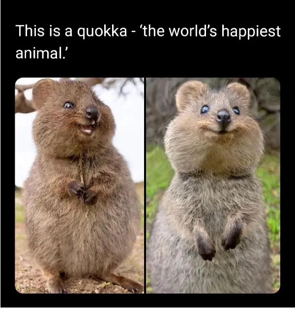 Quokkas