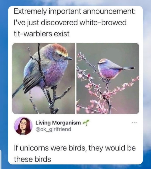 Unicorn Bird