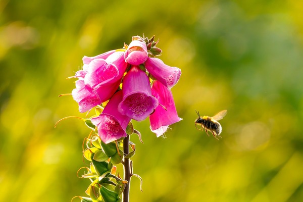Foxglove and Bee